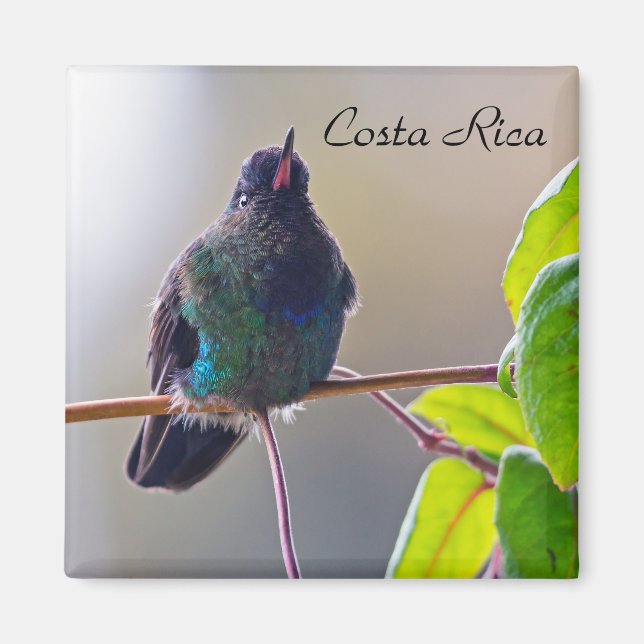 Aimant Oiseau du Costa Rica - Colibri (Devant)