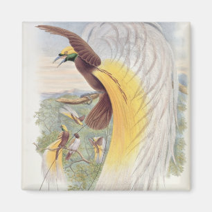 Aimant Oiseau du paradis, des 'oiseaux de New Guinea
