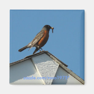 Aimant Oiseau précoce