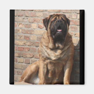 Aimant old english mastiff