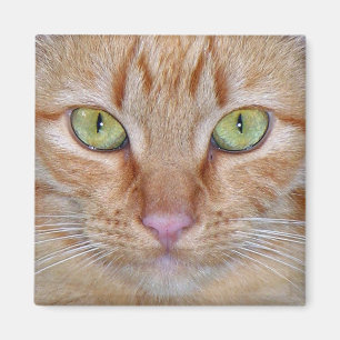 Aimant orange de chat