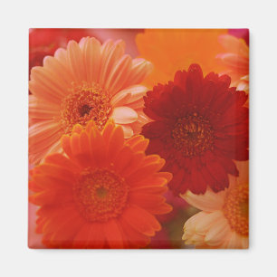 Aimant Orange Gerbera Fleurs marguerites Réfrigérateur Ma