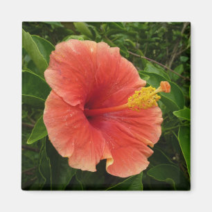 Aimant Orange Hibiscus Fleur Tropical Floral