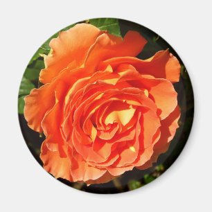 Aimant Orange Rose I Plutôt Floral