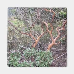 Aimant Orange Tree's à Torrey Pines San Diego Photo