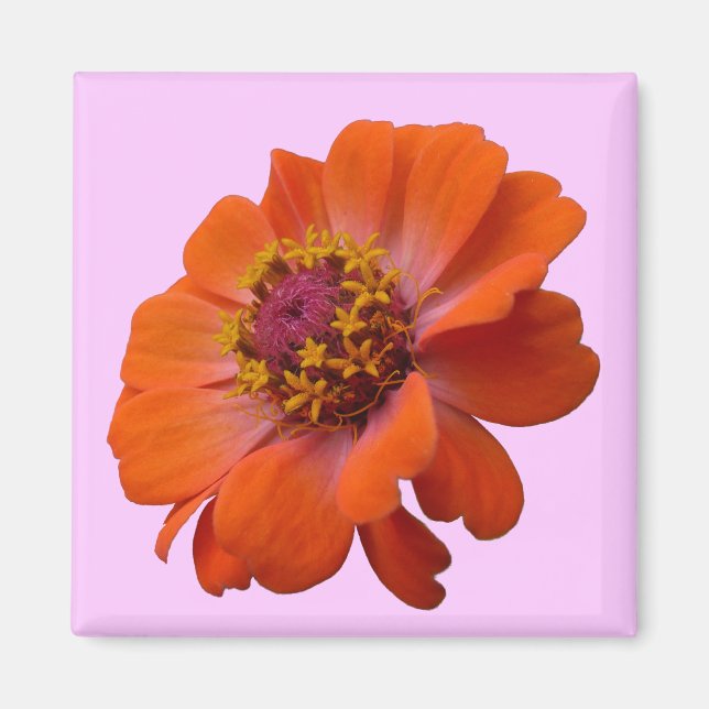 Aimant Orange Zinnia Fleur sauvage Nature Florale (Devant)