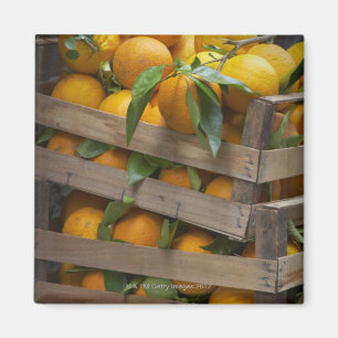 Aimant oranges fraîchement sélectionnées