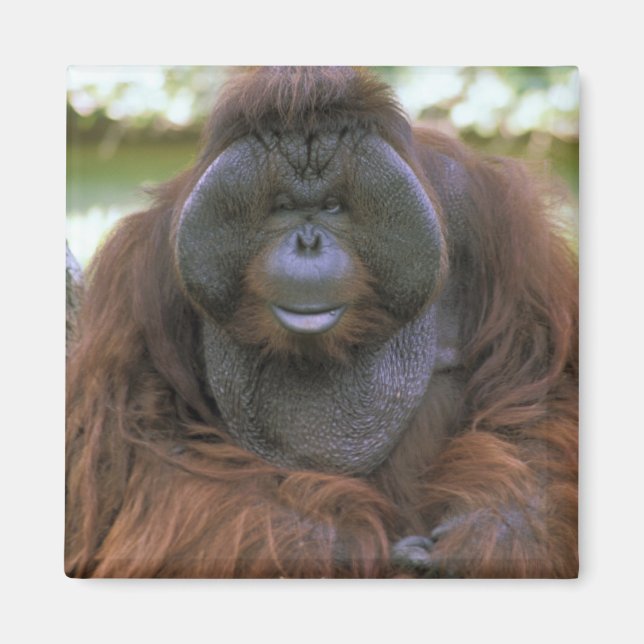 Aimant Orangoutan Pongo Pygmaeus (Devant)