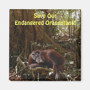 Aimant Orangutans en voie de disparition Primates Faune A