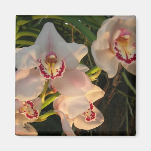Aimant Orchidée (Devant)