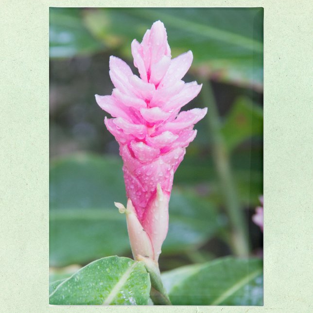 Aimant Orchidée brésilienne rose (Créateur téléchargé)