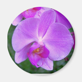 Aimant Orchidée Lavender Phalaenopsis