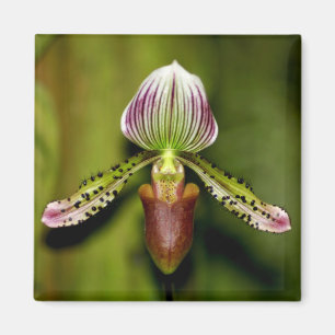 Aimant Orchidée renversante