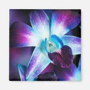 Aimant Orchidées Customisées à l'orchidée pourpre et bleu