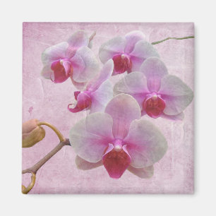 Aimant Orchidées de teigne rose - Phalaenopsis