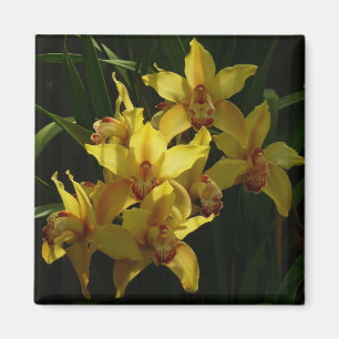 Aimant Orchidées Jaunes Sunlit Floral