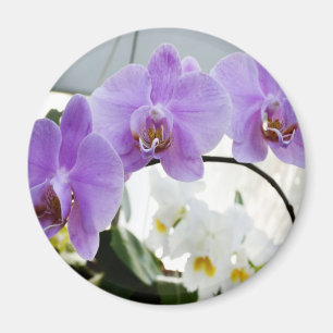 Aimant Orchidées pourpres sur une vigne