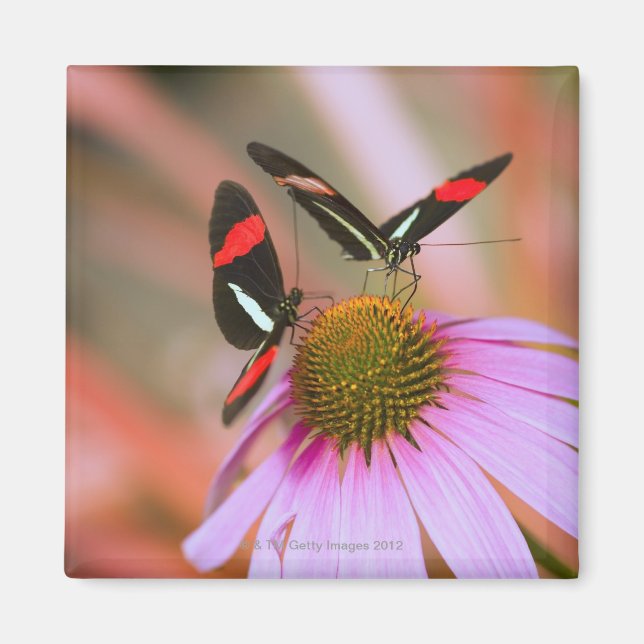 Aimant oregon, usa 3 (Devant)