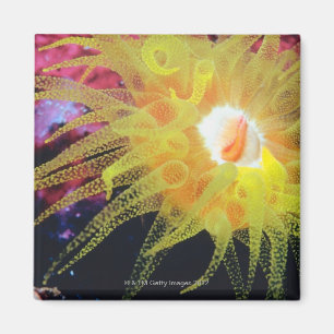 Aimant Organisme sous-marin