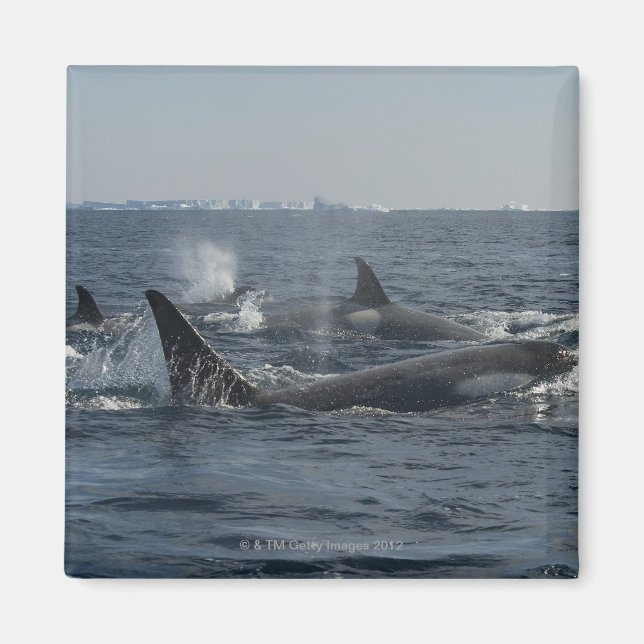 Aimant orque (Devant)