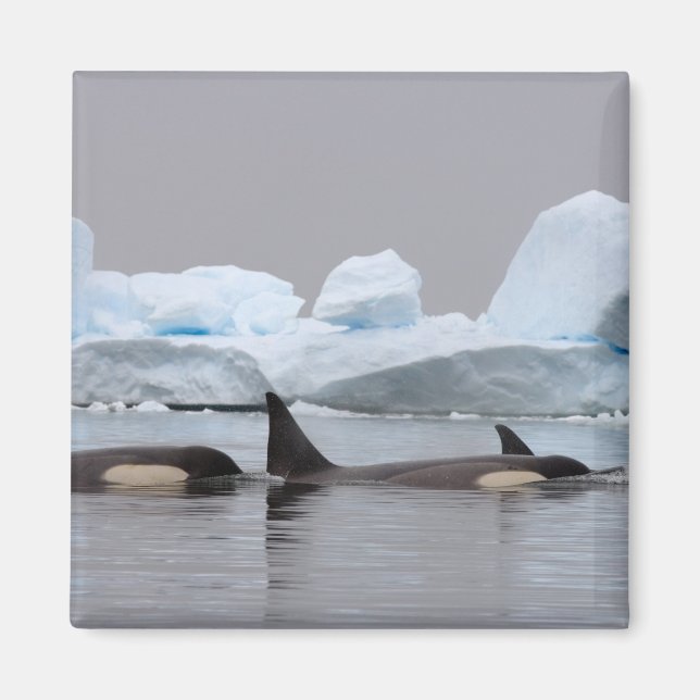 Aimant orques (orques), orques orques, pod (Devant)