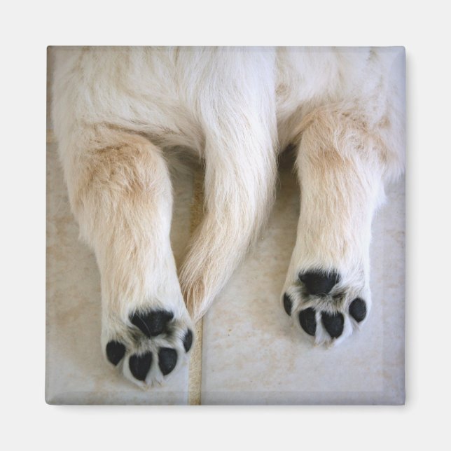 Aimant Orteils de marionnettes Golden Retriever (Devant)
