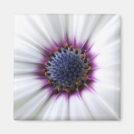 Aimant Osteospurmum