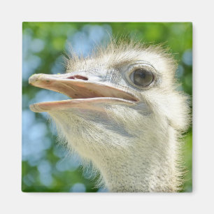 Aimant Ostrich Funny Portrait Photo