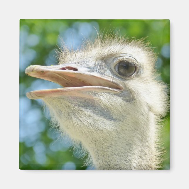 Aimant Ostrich Funny Portrait Photo (Devant)