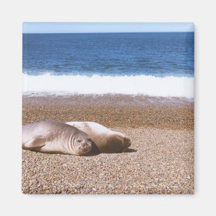 Aimant Otaries se reposant sur la plage