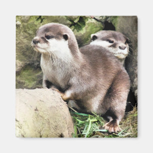 AIMANT OTTERS