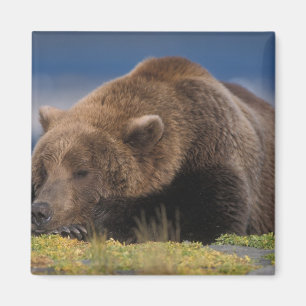 Aimant Ours brun, grizzly, faisant une sieste, Katmai