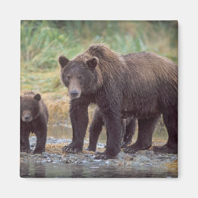 Aimant ours brun, Ursus arctos, grizzli, Ursus 3 (Devant)