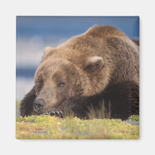 Aimant ours brun, Ursus arctos, grizzli, Ursus 8