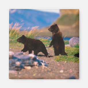 Aimant Ours brun, Ursus arctos, péninsule d'Alaska,