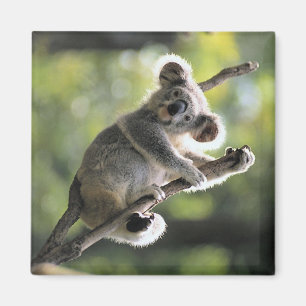 Aimant Ours de koala