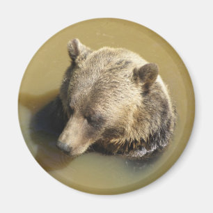 Aimant Ours grizzly