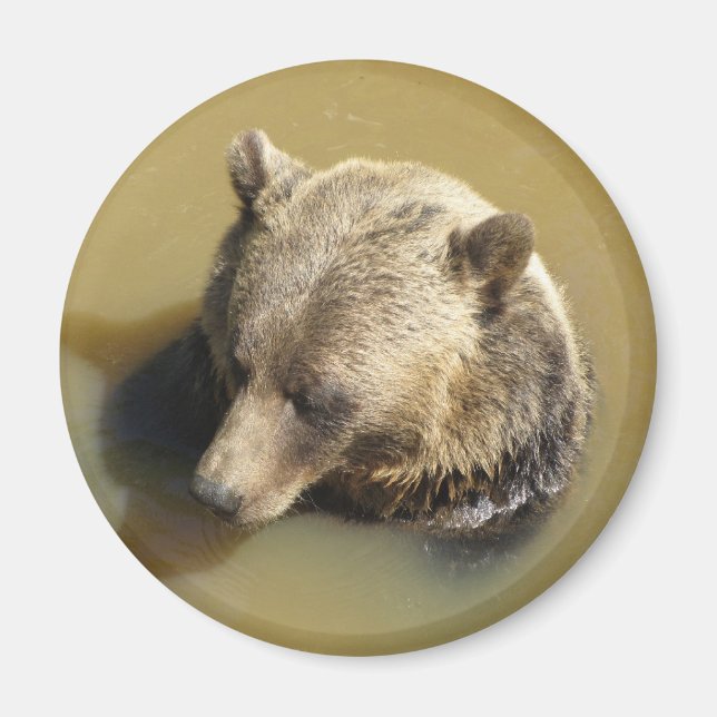 Aimant Ours grizzly (Devant)