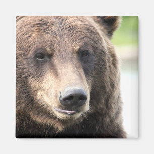 Aimant Ours Grizzly Brun