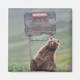 Aimant Ours Grizzly Joue Avec Un Panneau