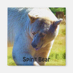 Aimant Ours Kermode Rare (Ours Esprit) Conception de la f