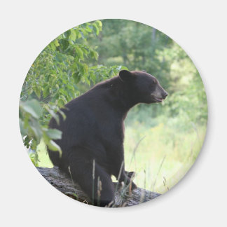 Aimant ours noir assis dans l'arbre