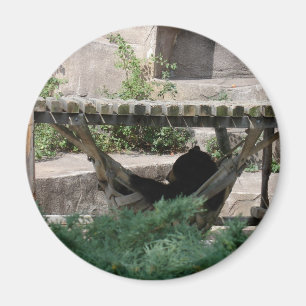 Aimant Ours noir dans Hammock