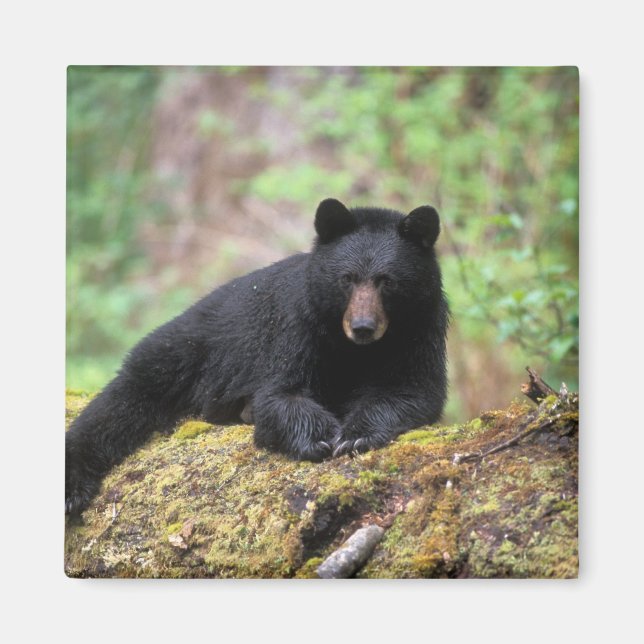 Aimant Ours noir sur une vieille bille de croissance dans (Devant)