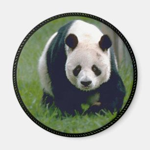 Aimant Ours Panda