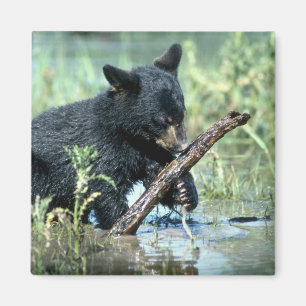 Aimant Ours-petit animal noir dans le marais d'été