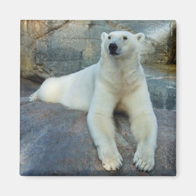 Aimant Ours polaire (Devant)