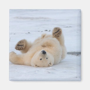 Aimant ours polaire, Ursus maritimus, ourson roulant 3