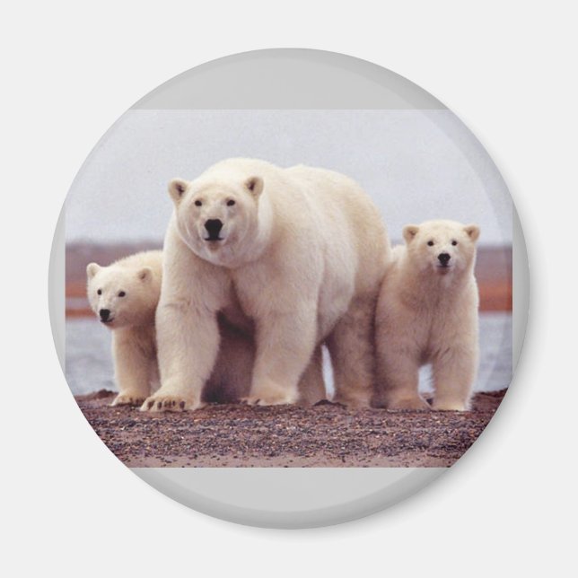Aimant Ours polaires (Devant)