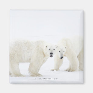 Aimant Ours polaires debout sur la neige après avoir joué